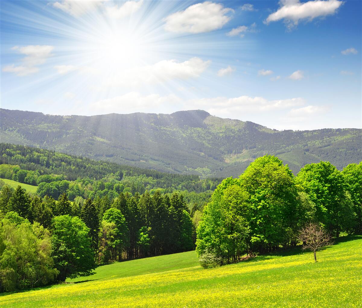 Fototapet soarele este în punctul său cel mai înalt deasupra unei pajiști verzi