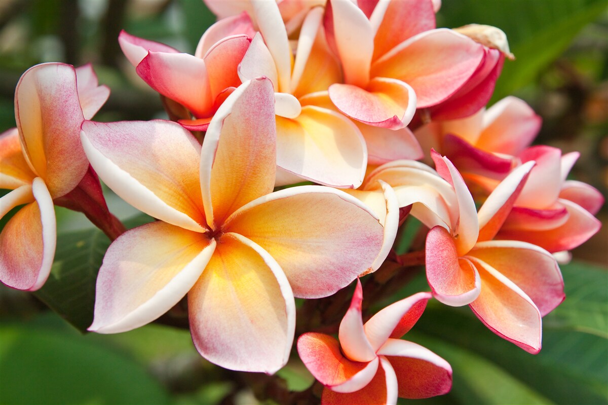 Fototapet frangipani cu flori atractive