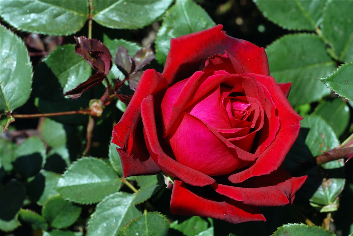 Fototapet un trandafir stacojiu a înflorit în grădină