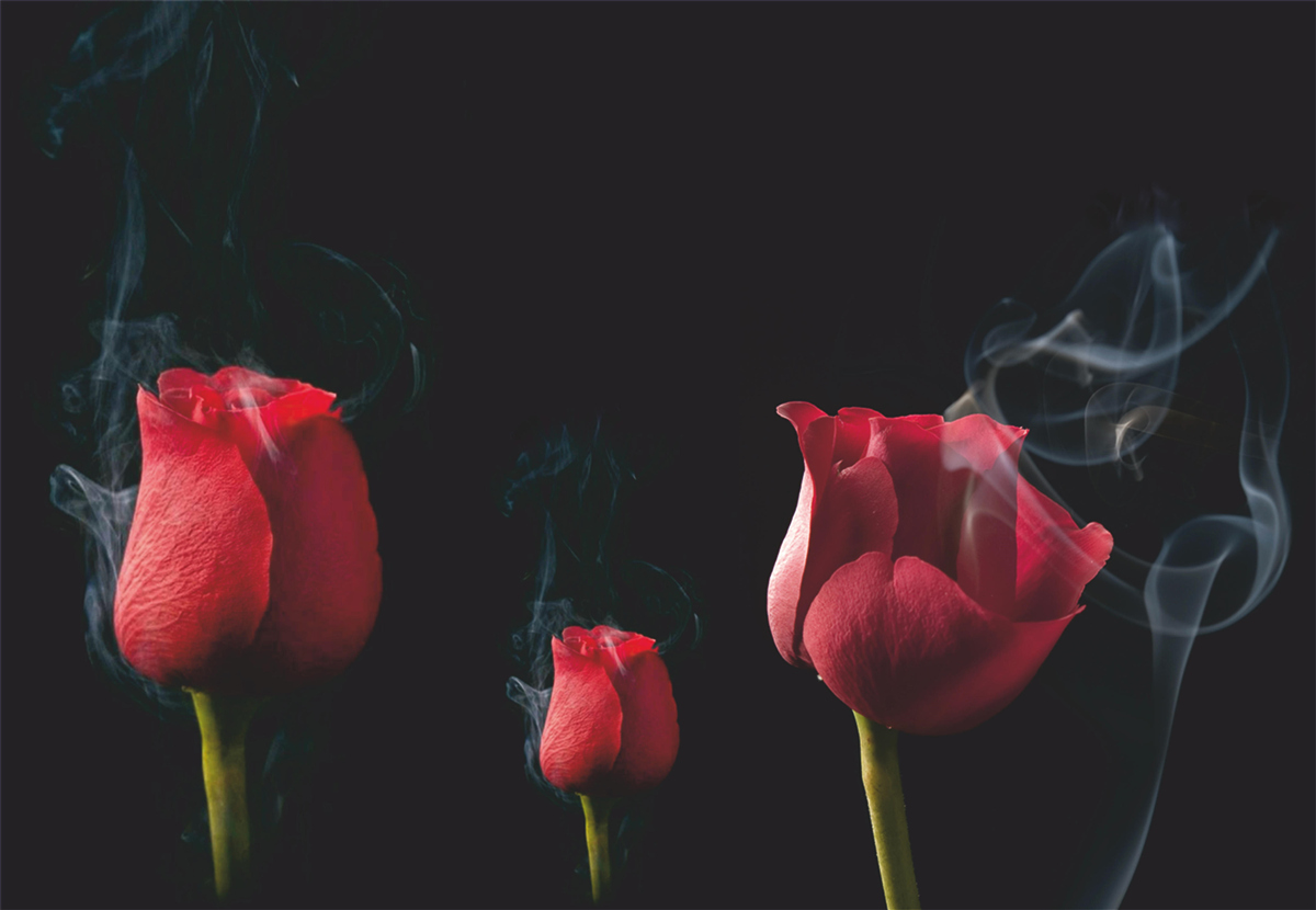 Fototapet un trandafir roșu înflorește în fum