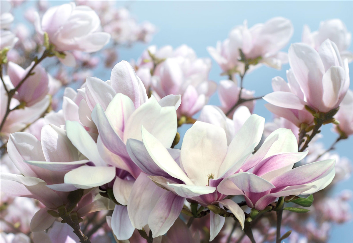 Fototapet magnolie învelită în flori