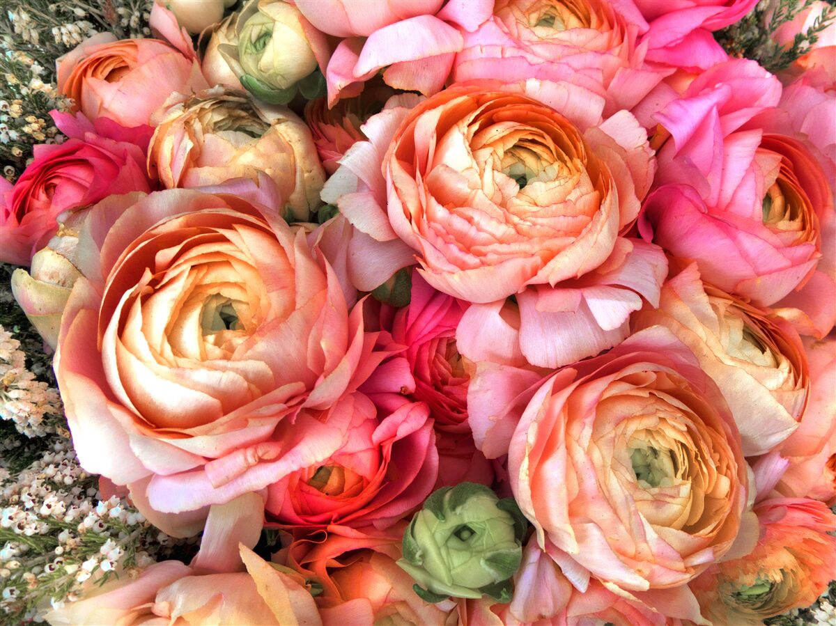 Fototapet bujori bogat colorați