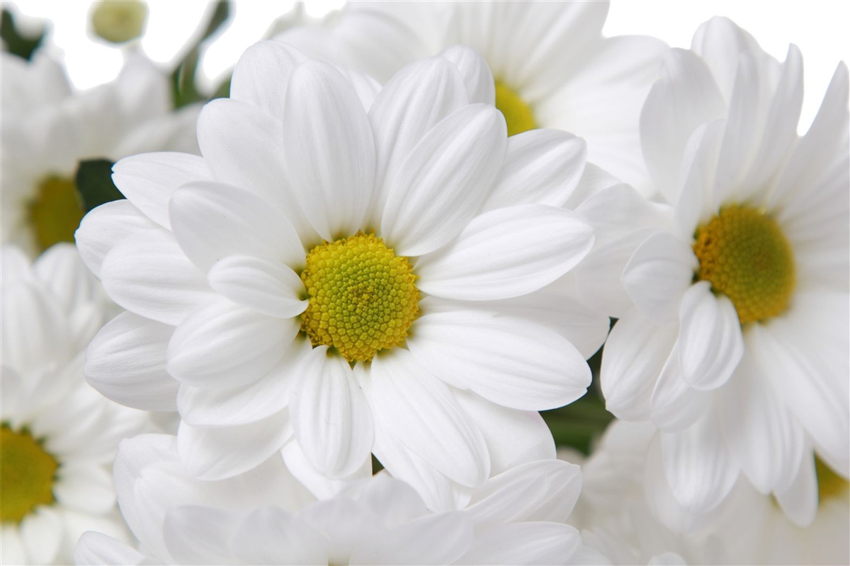 Fototapet compoziție de crizanteme albe ca zăpada