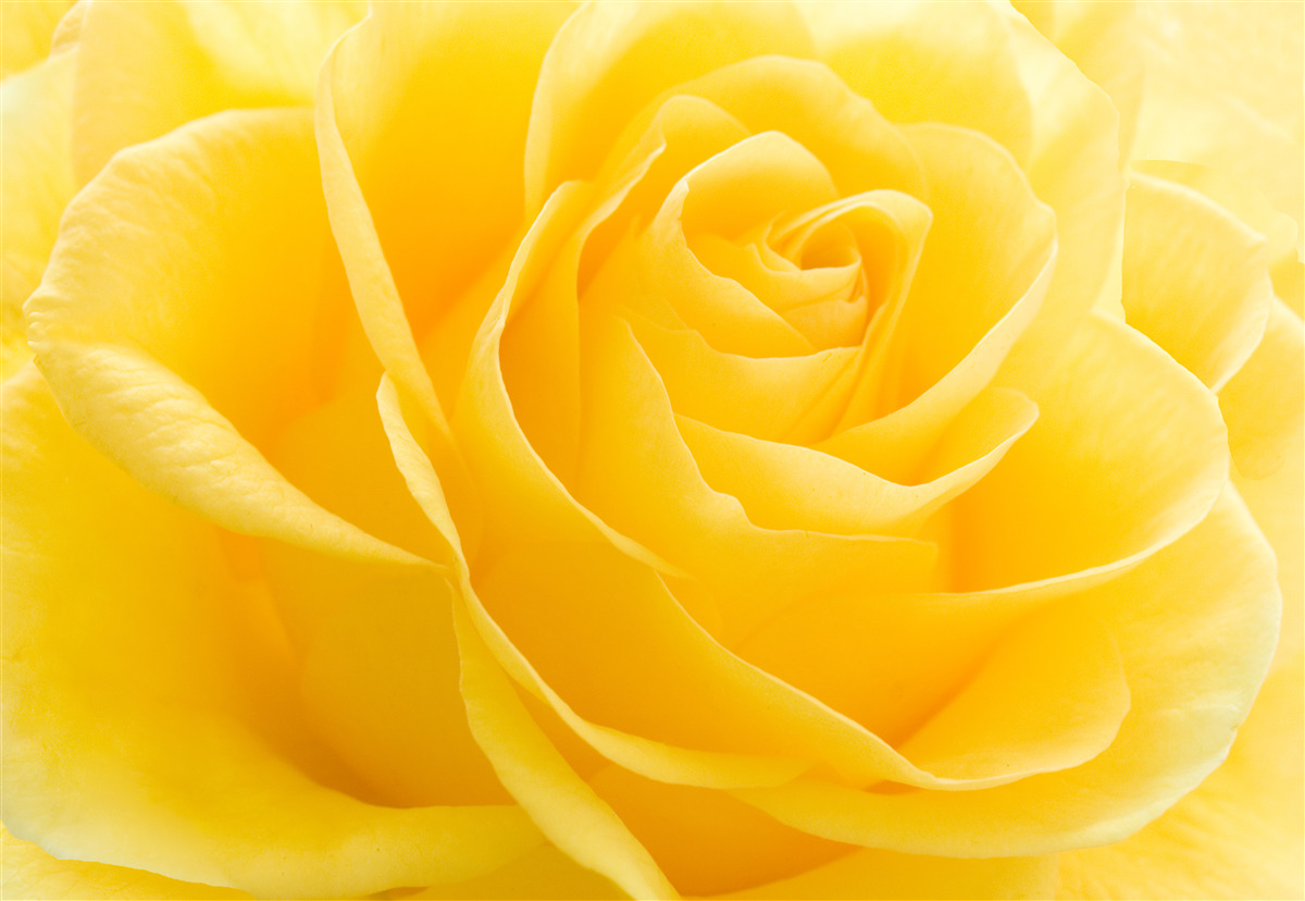 Fototapet fotografie macro a unei flori galbene roz