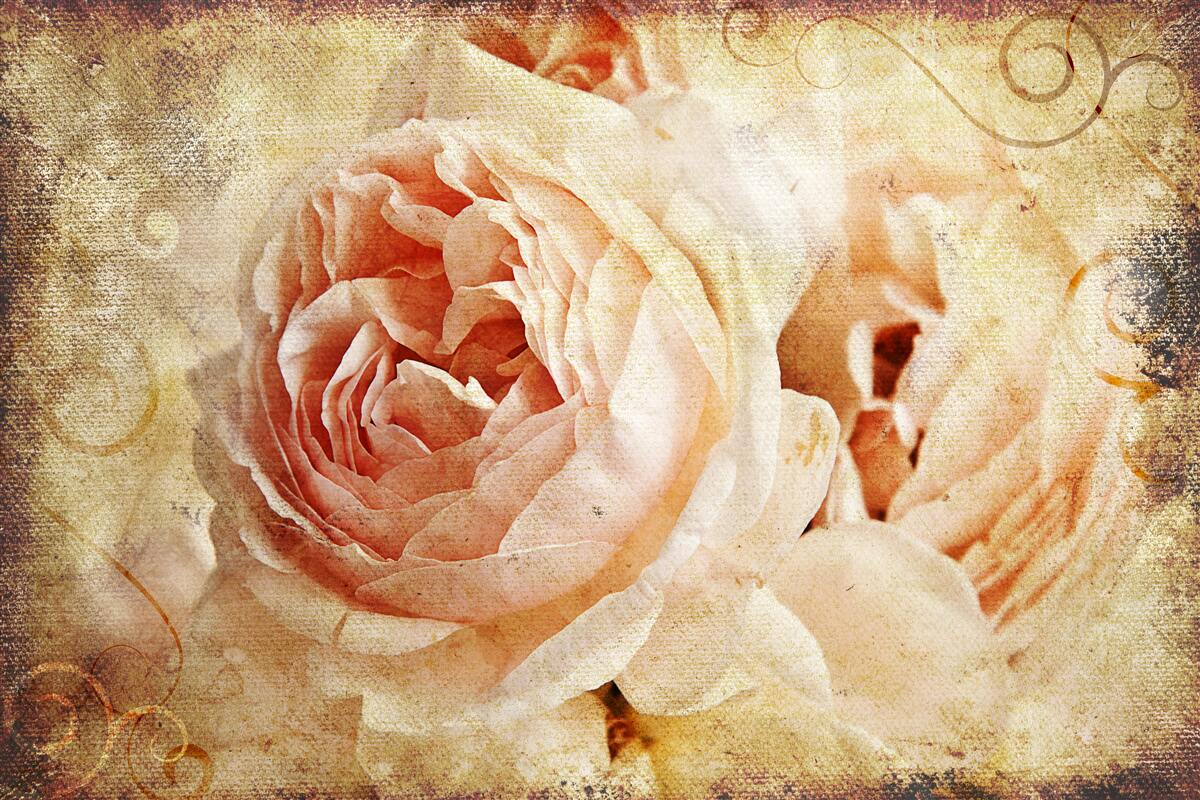 Fototapet trandafiri de epocă