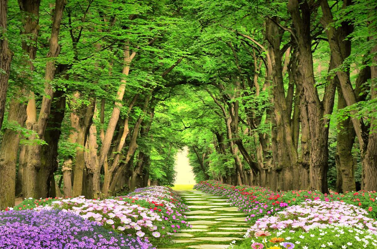 Fototapet cale confortabilă prin pădurea de tufișuri verzi