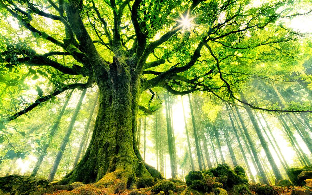 Fototapet maiestuosul copac al existenței întâmpină răsăritul