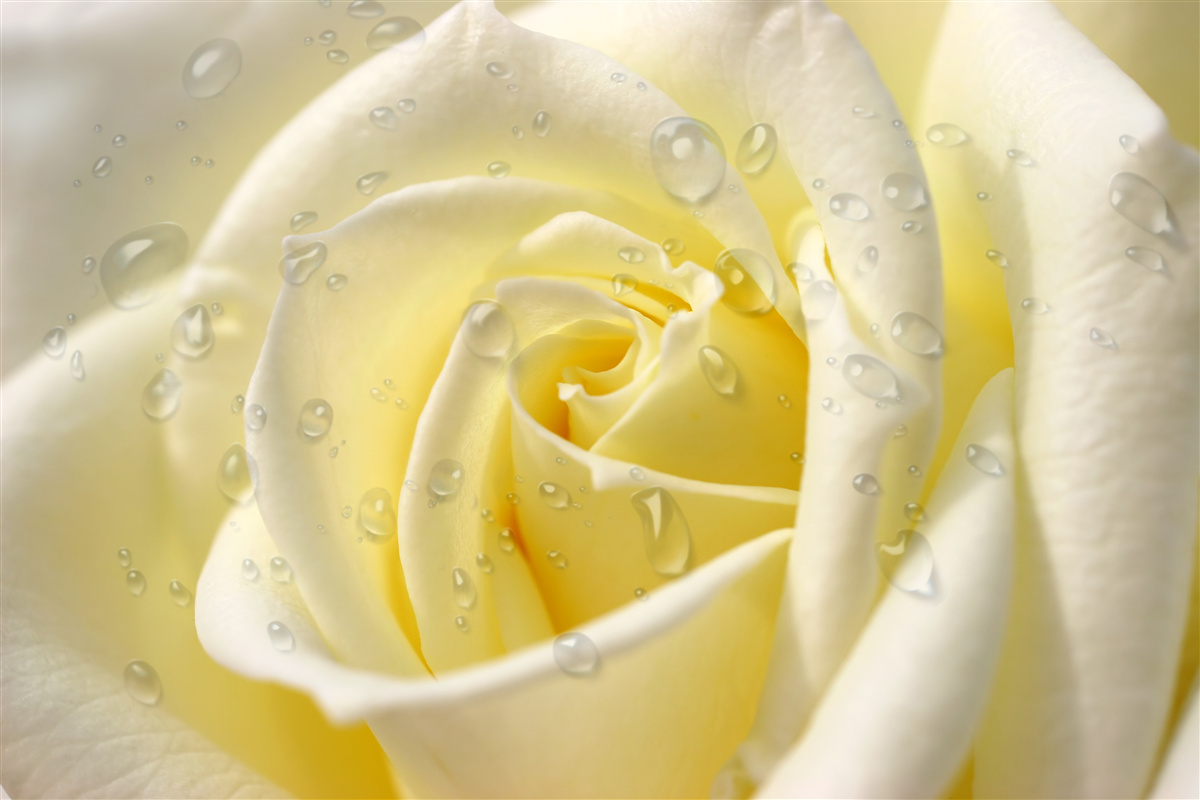 Fototapet picături de ploaie pe un trandafir galben