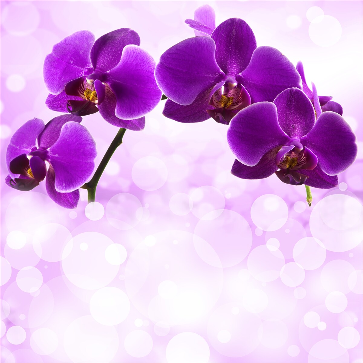 Fototapet orhidee cu flori violet închis