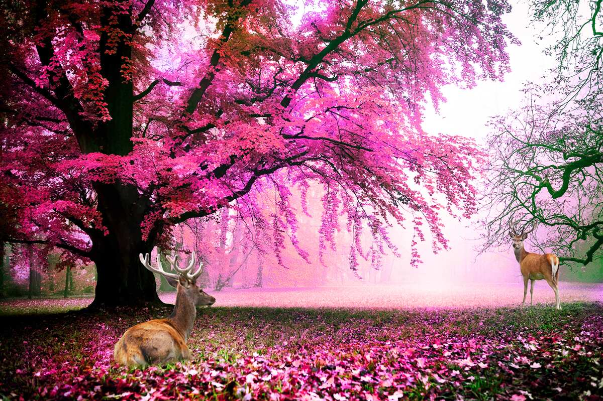 Fototapet sakura în roz zboară în jur