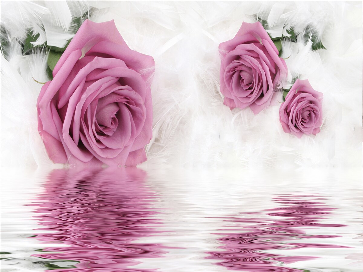 Fototapet trandafiri lila în element lichid