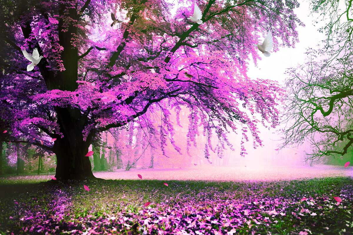 Fototapet nuanțe fermecătoare de flori de cireș