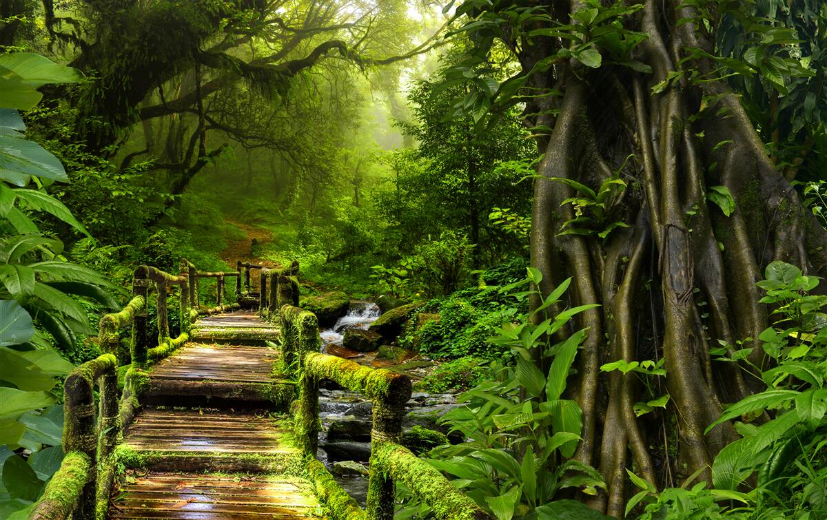 Fototapet în jungla asiatică există o cascadă