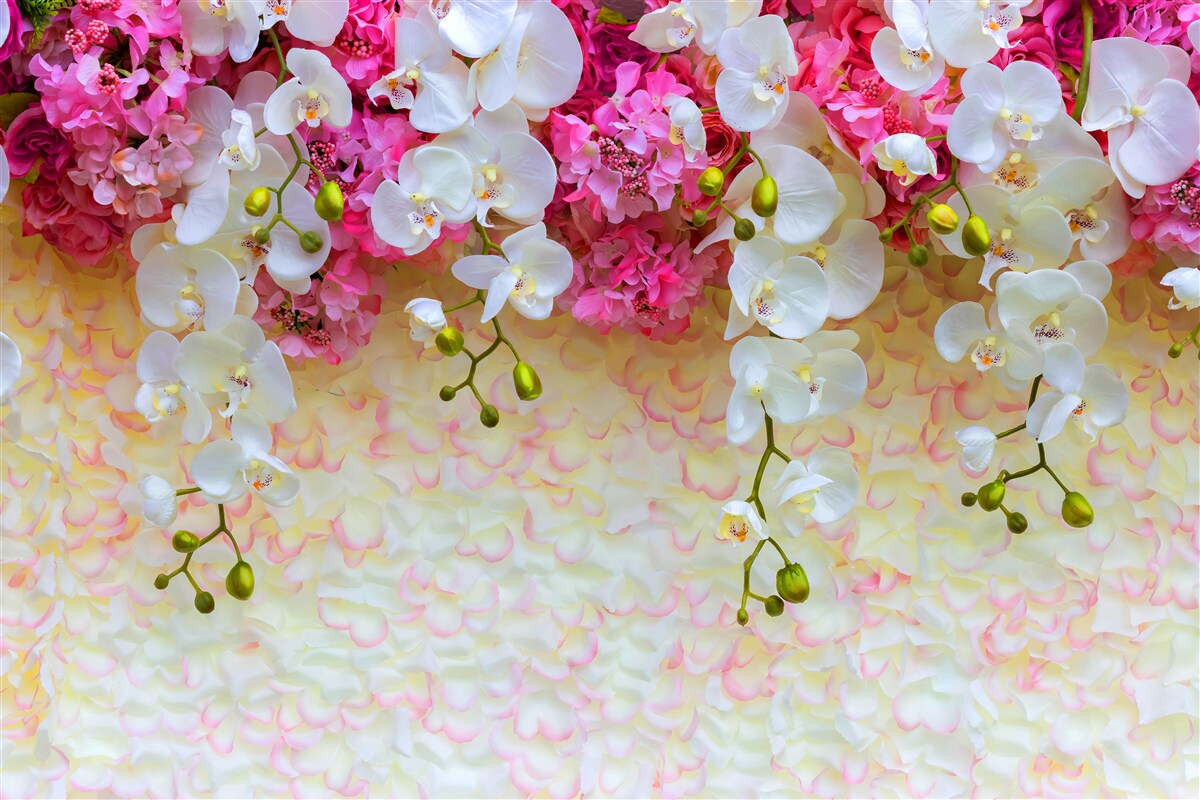 Fototapet Orhideele sunt albe cu nuanțe de roz, agățate