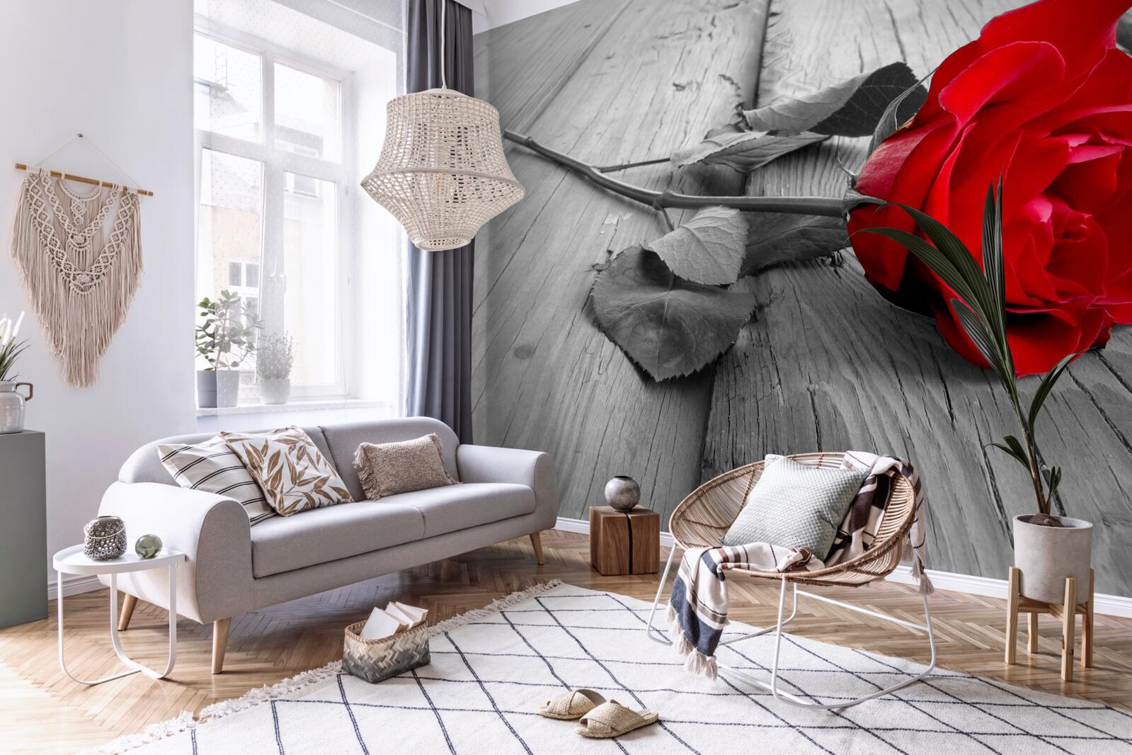 Fototapet un trandafir roșu a înflorit pe un fundal gri