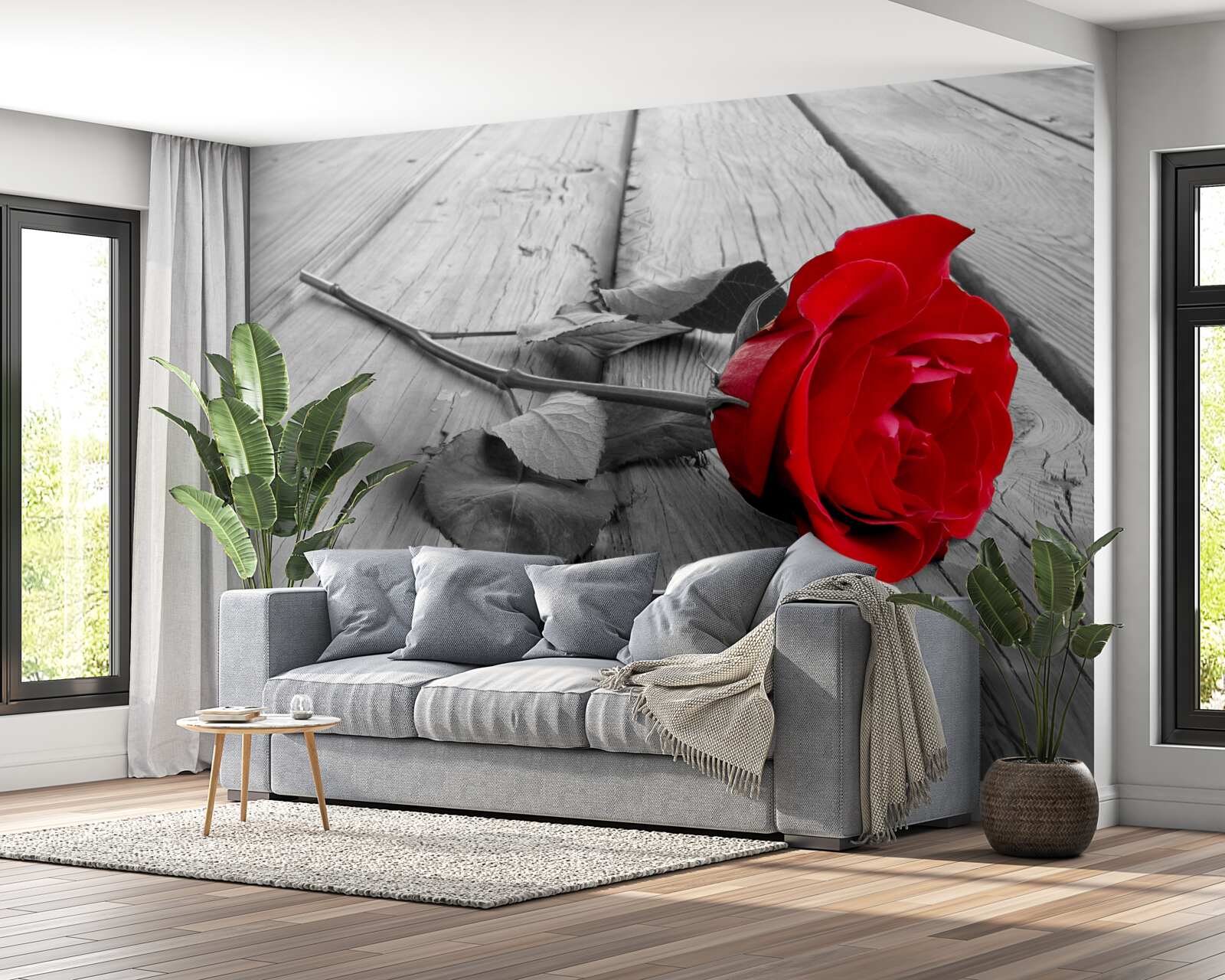 Fototapet un trandafir roșu a înflorit pe un fundal gri