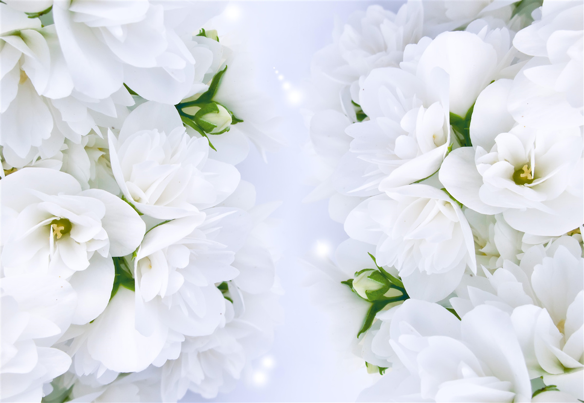 Fototapet florile sunt mari și albe