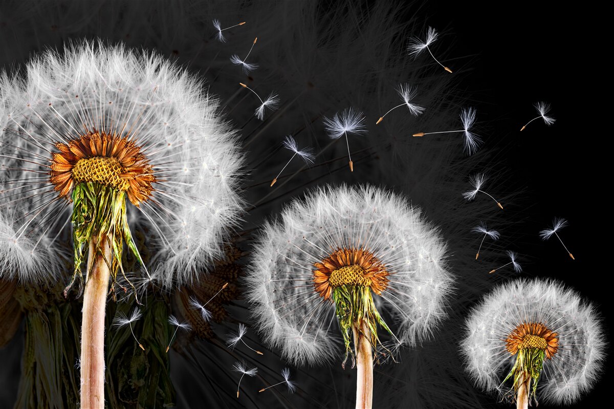 Fototapet în creștere, petale de păpădie împrăștiate