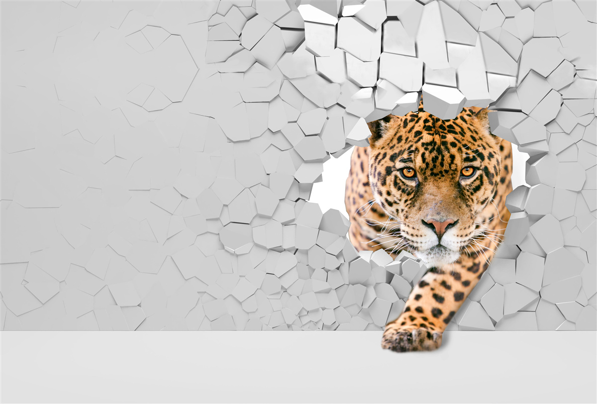 Fototapet leopardul trece de bariera de piatră