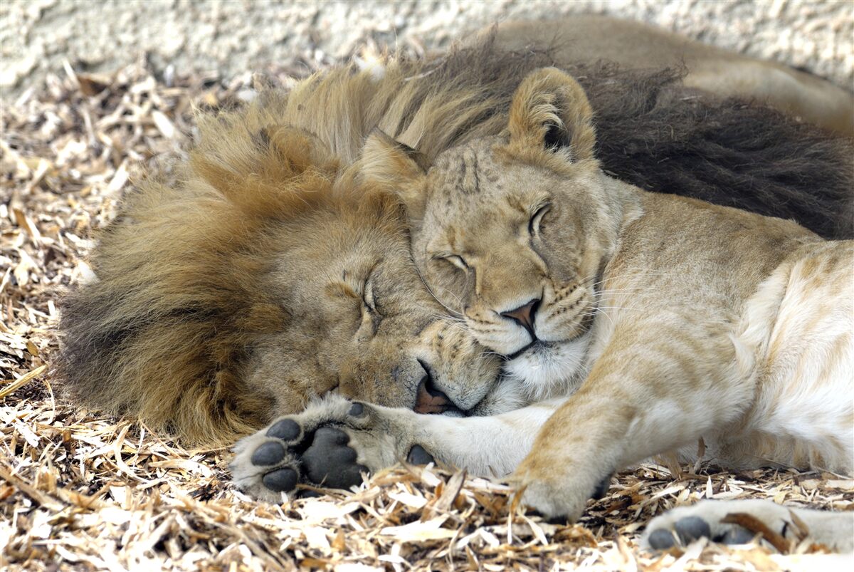 Fototapet leu și leoaică formează o căsătorie, sayat