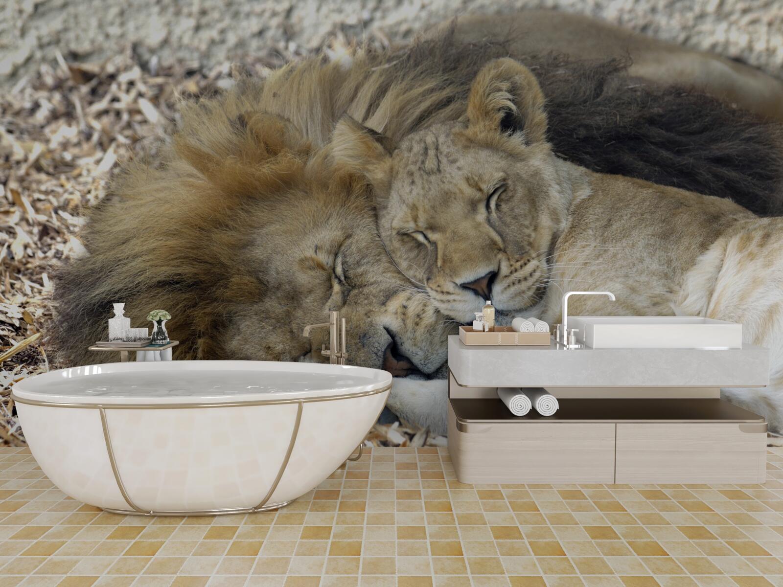 Fototapet leu și leoaică formează o căsătorie, sayat