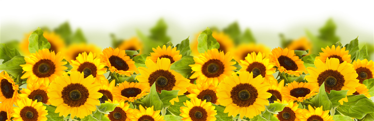 Fototapet un număr mare de floarea-soarelui aurii