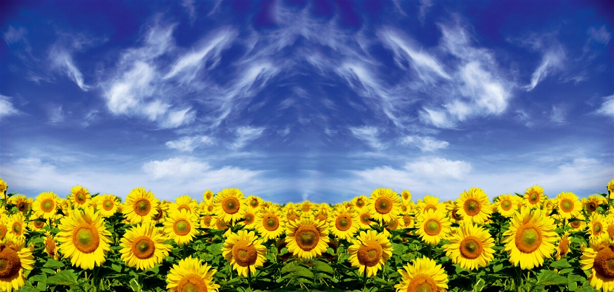 Fototapet cer albastru peste un câmp de floarea soarelui