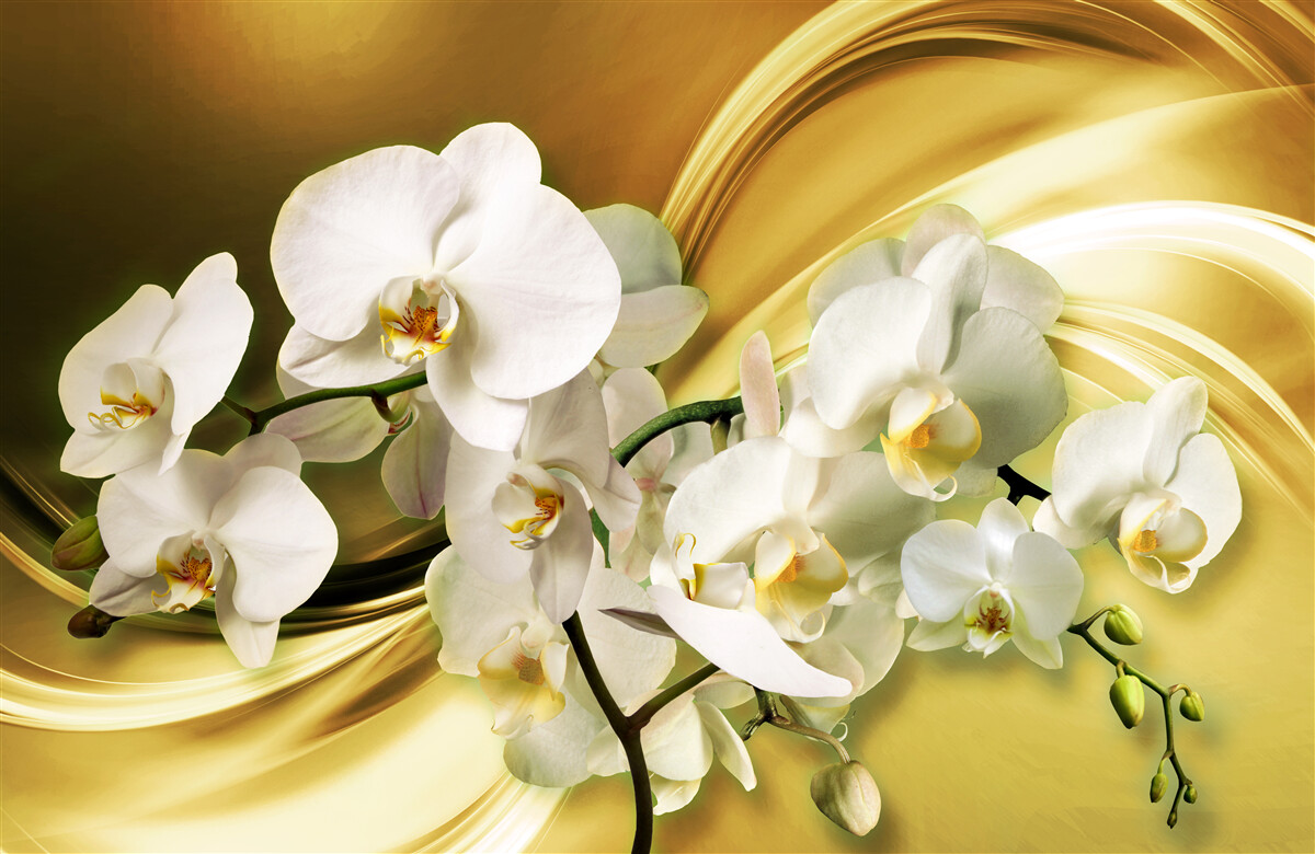 Fototapet Orhidee albe ca zăpada, deschise luxuriant pe țesătură de mătase maro