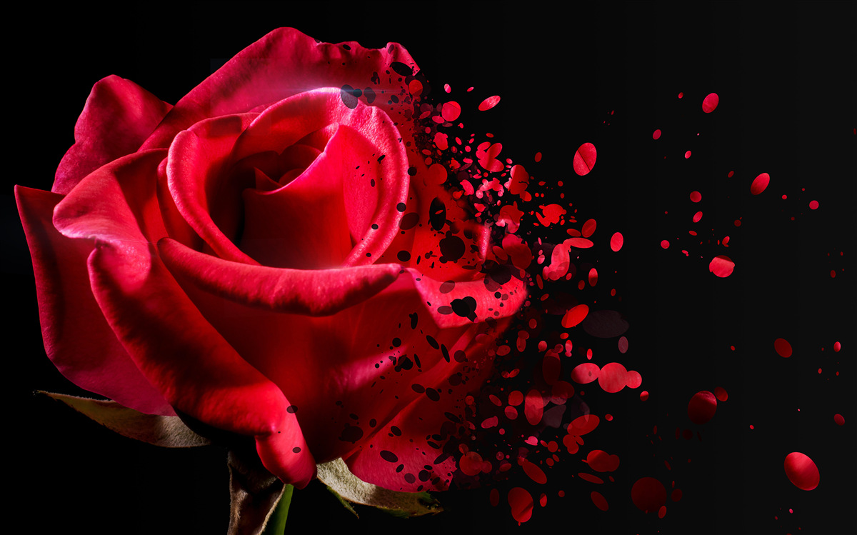 Fototapet flori de trandafir roșu pe un fundal negru