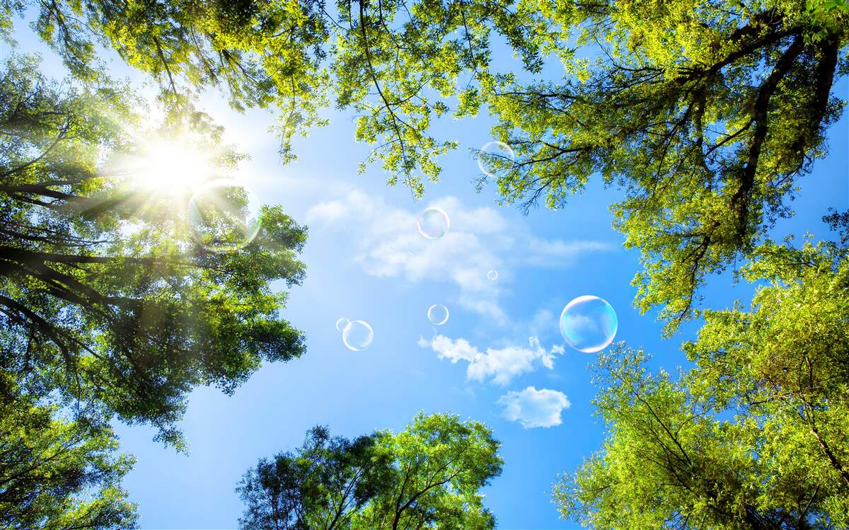 Fototapet pădurea verde este luminată de razele strălucitoare ale soarelui