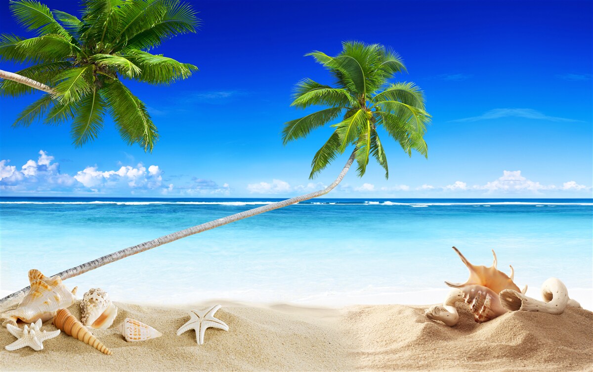 Fototapet plajă tropicală și palmieri unde domnește liniștea