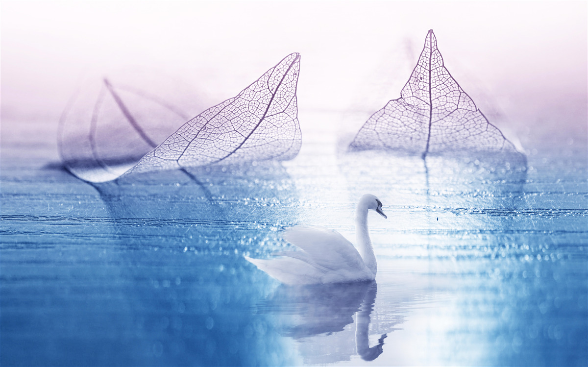 Fototapet Lebăda albă ca zăpada împodobește apa calmă