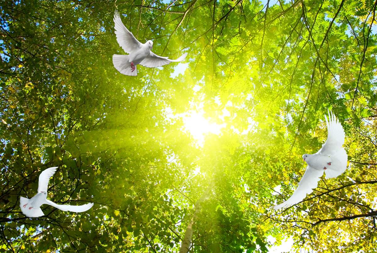 Fototapet păsările zboară în adâncul pădurii