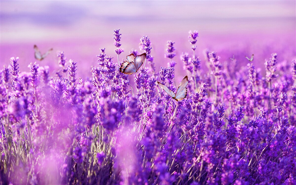 Fototapet culoarea levănțică a liliacului și a fluturelui