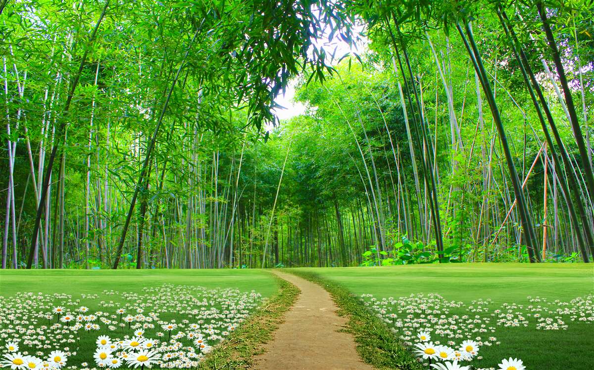 Fototapet un câmp care devine o livadă de bambus