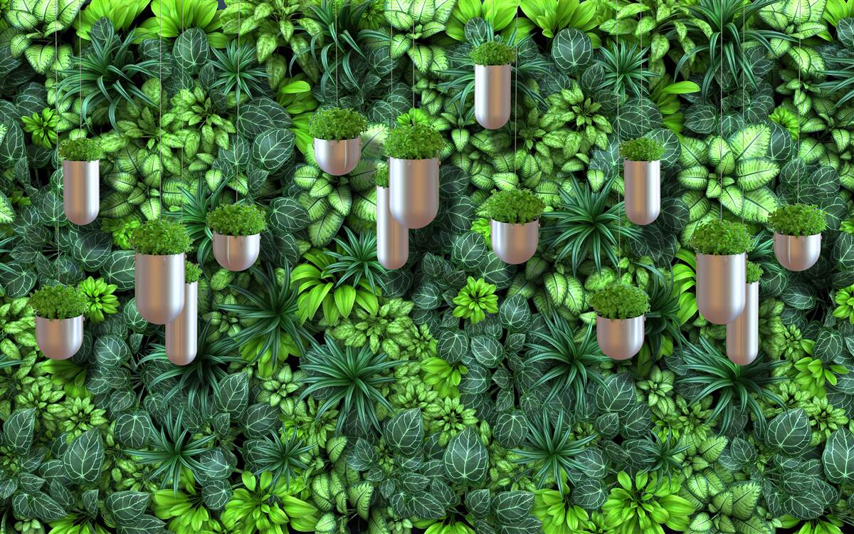 Fototapet culoarea este verde și plantele sunt într-un ghiveci