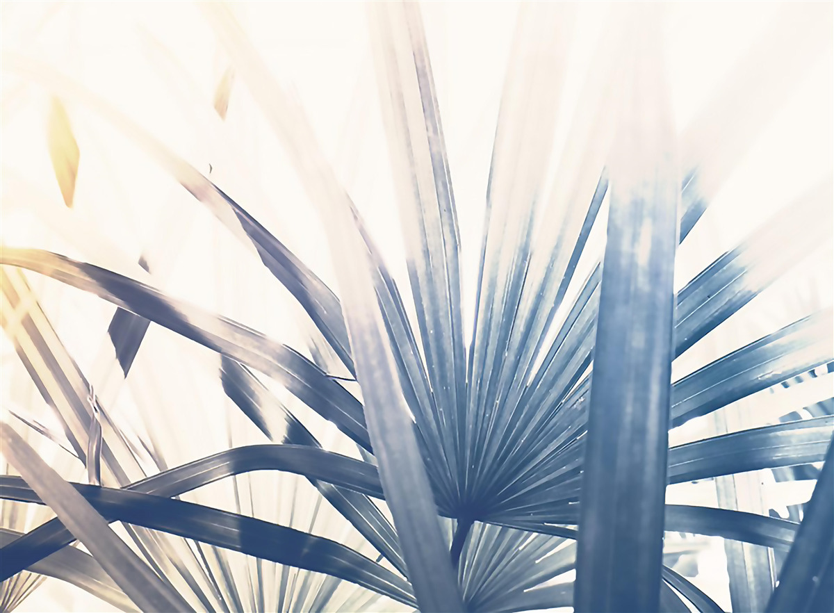 Fototapet prim-planuri de frunze de palmier