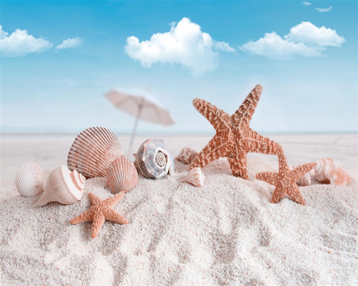 Fototapet cochilii de crustacee pe o coastă nisipoasă