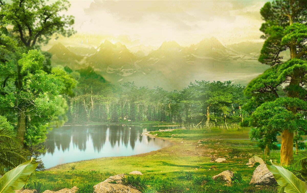 Fototapet pădurea verde noaptea simte căldura soarelui