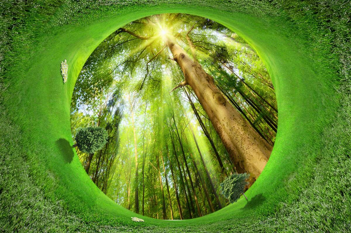 Fototapet obiectivul se uită la pădurea verde bine îngrijită