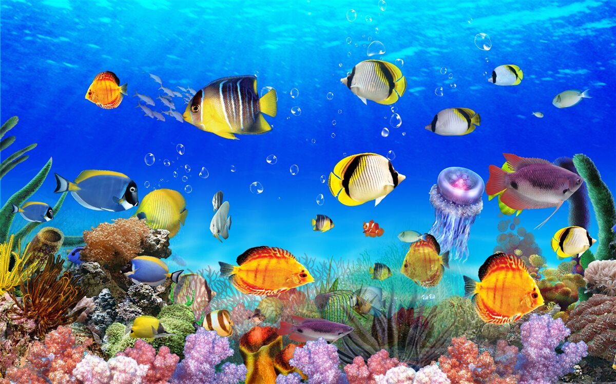 Fototapet pești colorați în apă albastră
