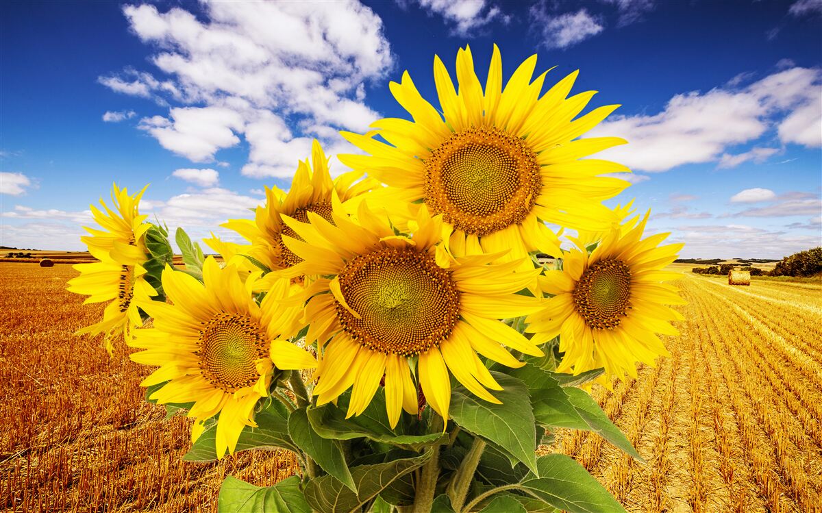 Fototapet un buchet de floarea-soarelui poate fi văzut în contrast cu cerul și un câmp de grâu