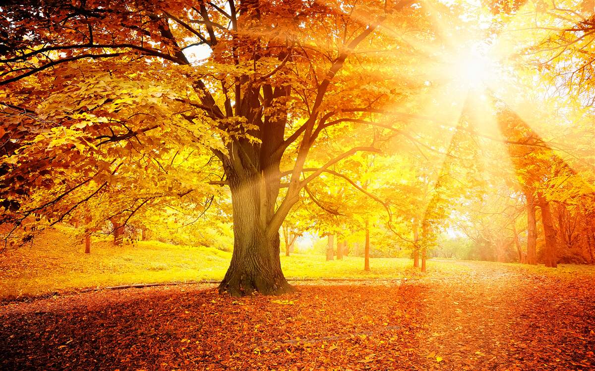 Fototapet lumina puternică a soarelui pătrunde în ceața de toamnă a pădurii