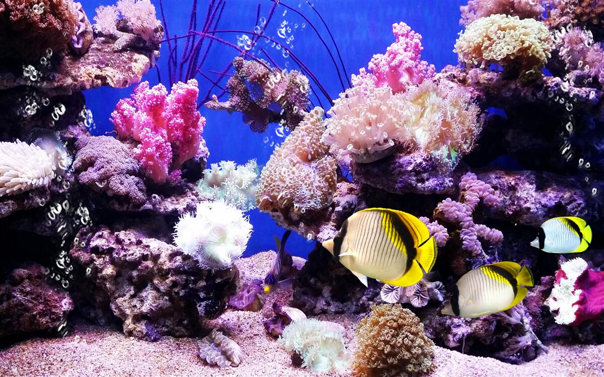 Fototapet legenda mării