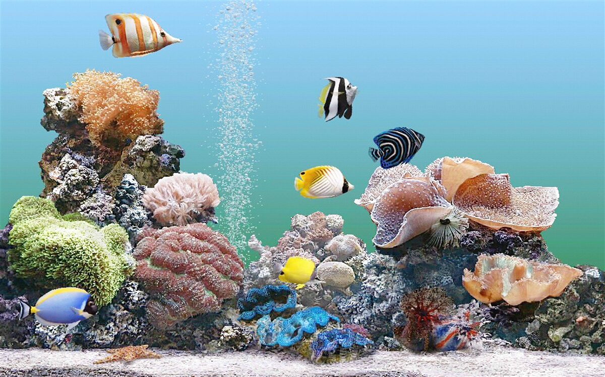 Fototapet frumusețea barierelor de corali