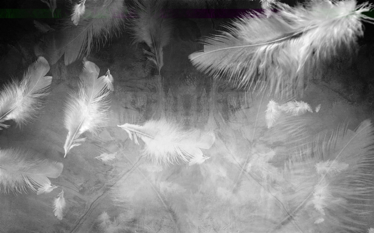 Fototapet fundalul gri este decorat cu pene albe