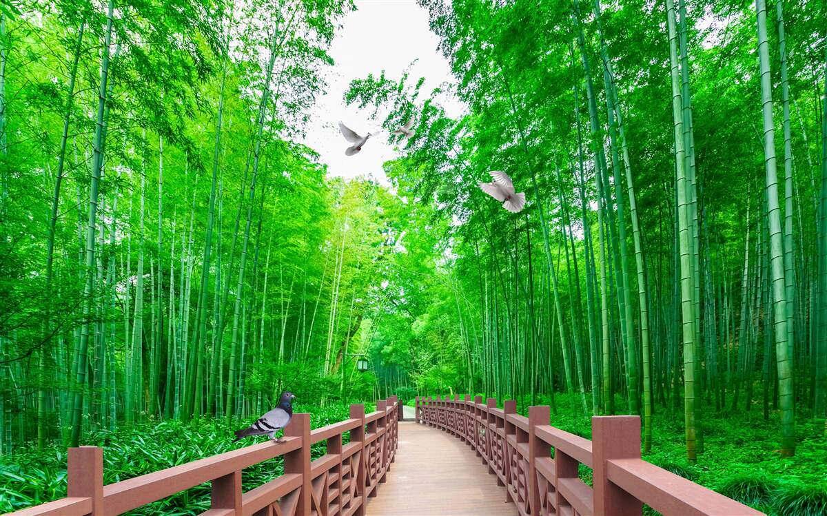 Fototapet Cărare printr-o pădure verde de bambus