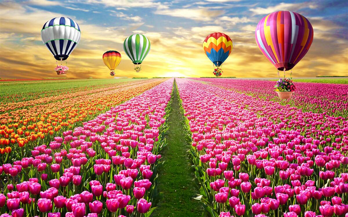 Fototapet bile care se ridică deasupra unui câmp de lalele