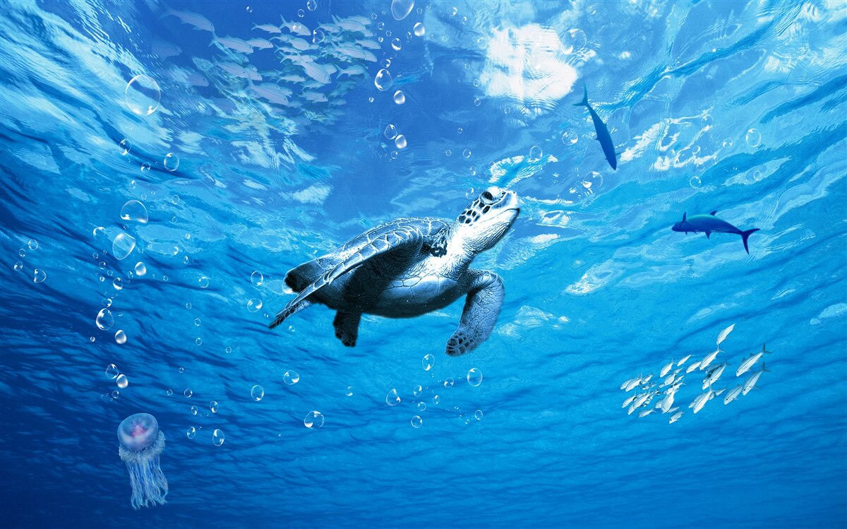 Fototapet marea albastră este decorată cu o țestoasă de mare