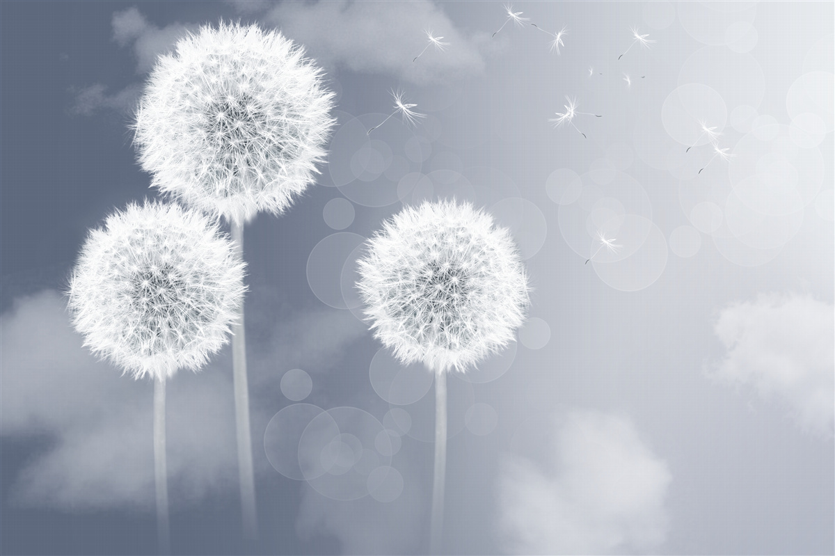 Fototapet păpădie plutind în aer